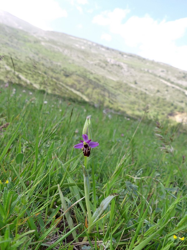 Prima fioritura di orchidee a Palena nel Parco Nazionale della Majella - maggio 2022.